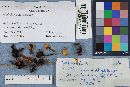 Spathularia flavida image