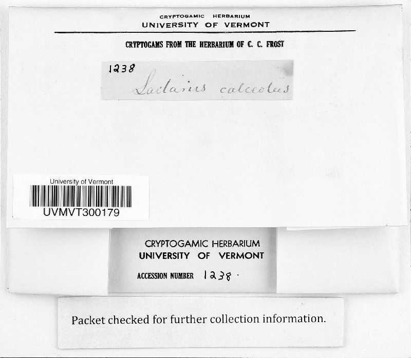 Lactarius calceolus image