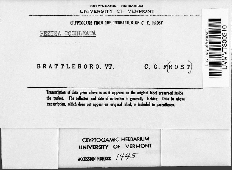 Otidea cochleata image