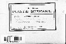 Thumbnail image of current specimen