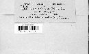 Trichaptum abietinum image