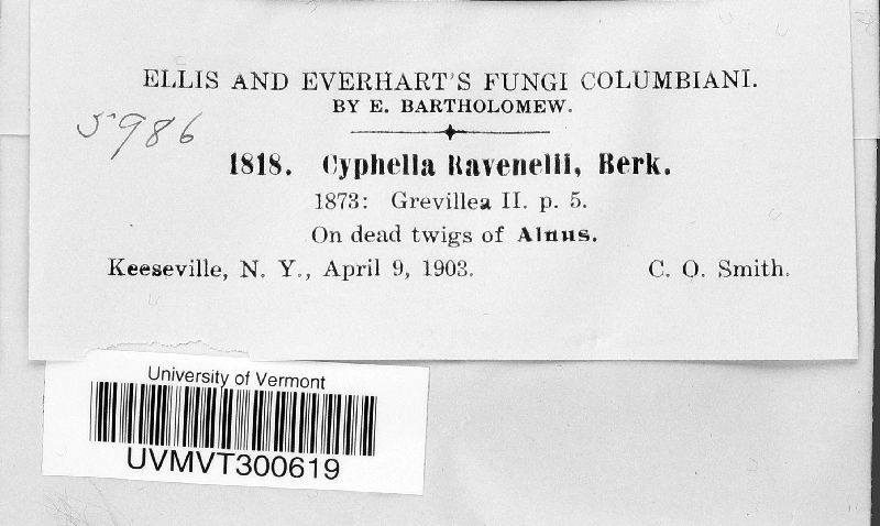 Phaeosolenia ravenelii image