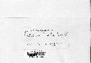Laxitextum bicolor image