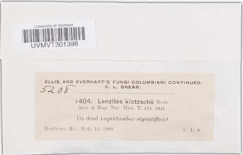 Lenzites klotzschii image