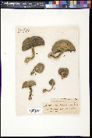 Boletus subtomentosus image