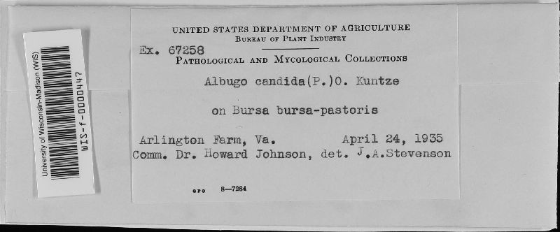 Albugo candida image