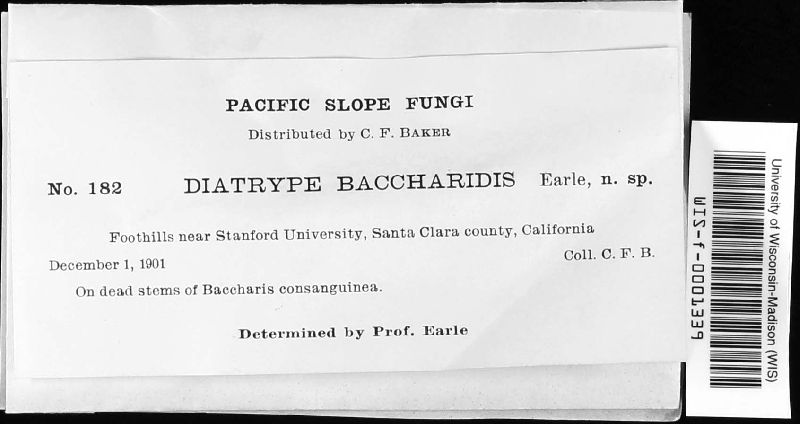 Diatrype baccharidis image