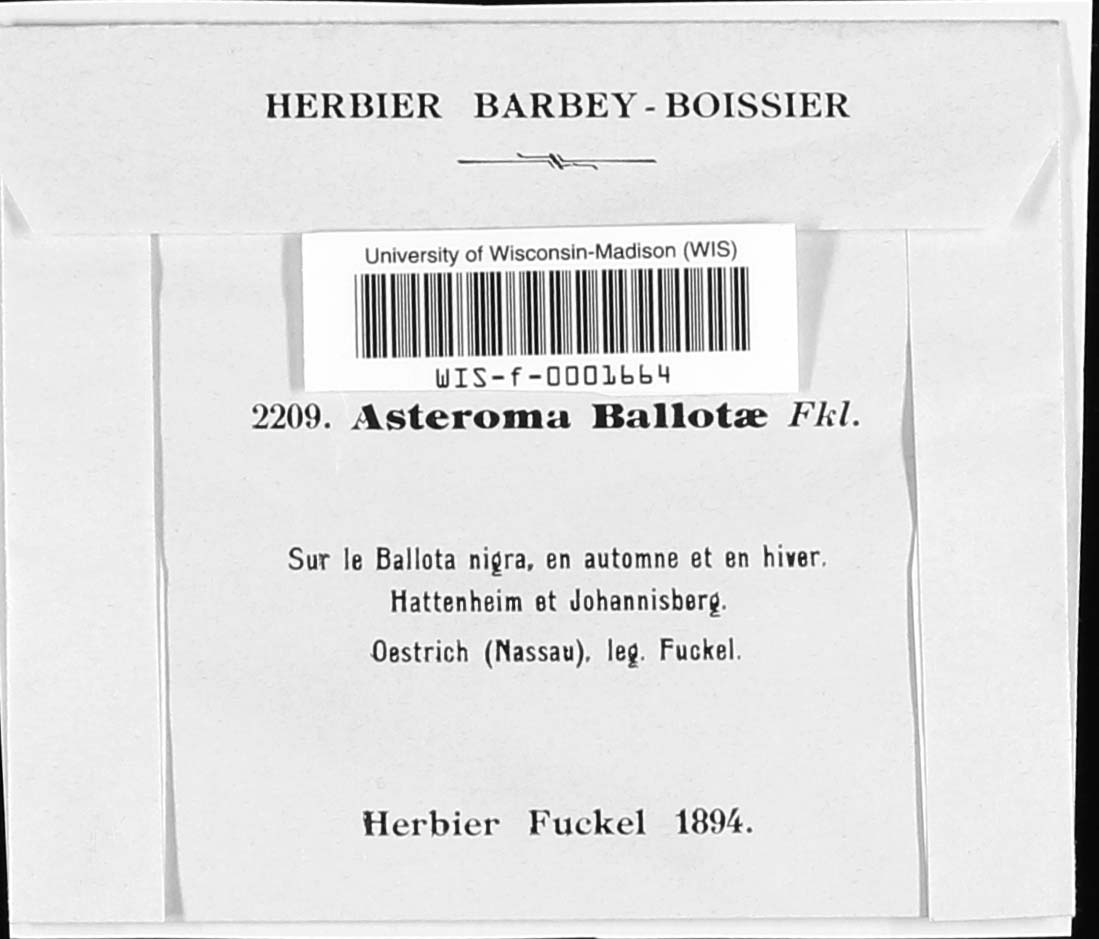 Asteroma ballotae image