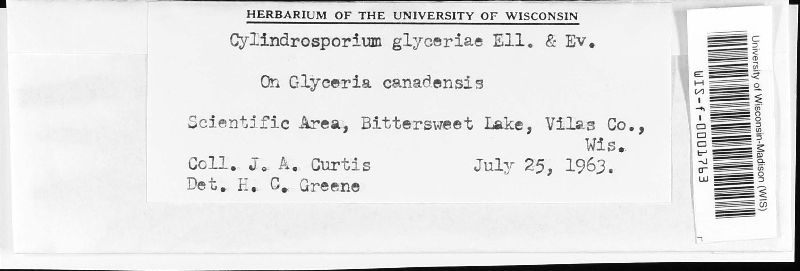 Cylindrosporium glyceriae image