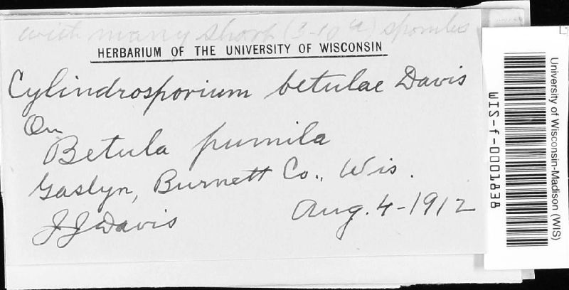 Cylindrosporium betulae image