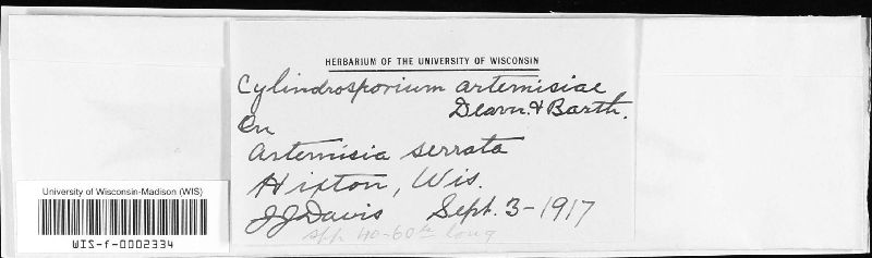 Cylindrosporium artemisiae image