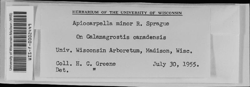 Apiocarpella minor image