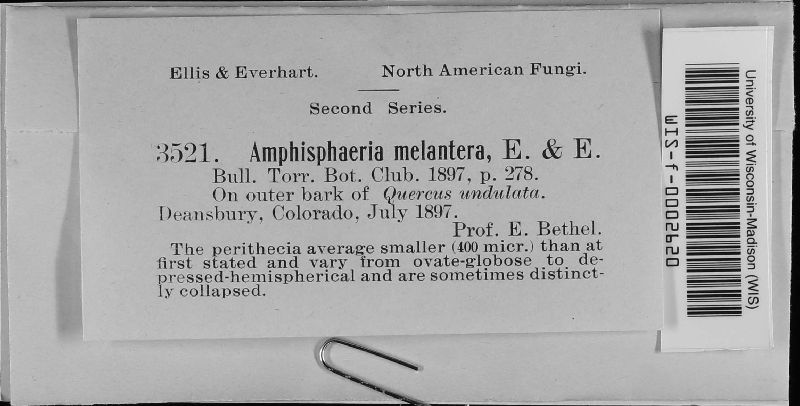 Amphisphaeria melantera image