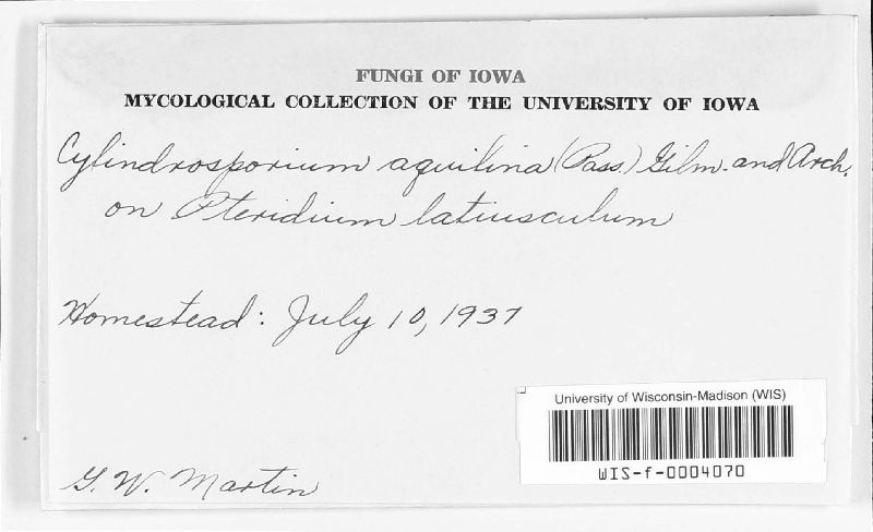 Cylindrosporium aquilinum image