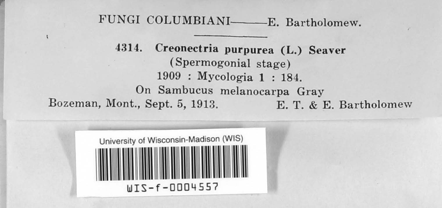 Creonectria purpurea image