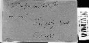 Diatrype bullata image