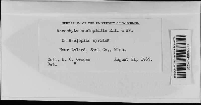 Ascochyta asclepiadis image