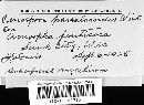 Passalora passaloroides image