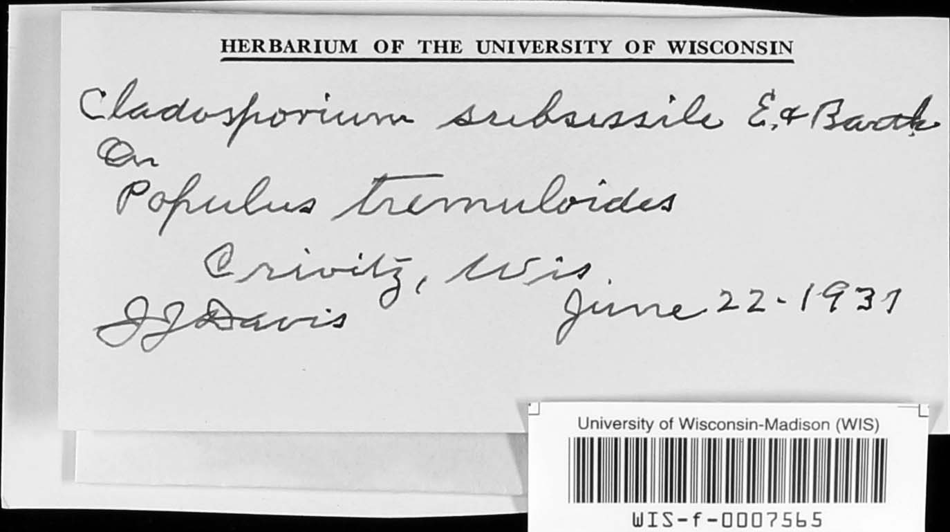 Cladosporium subsessile image