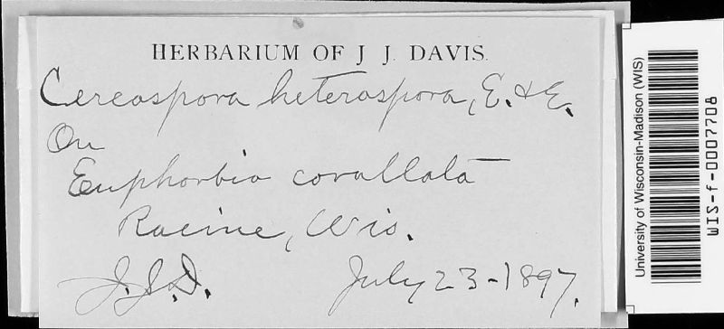 Cercospora heterospora image