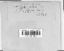 Cercospora tuberculans image