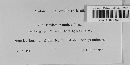 Bovista plumbea image