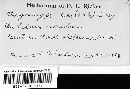 Chrysomyxa ledi image