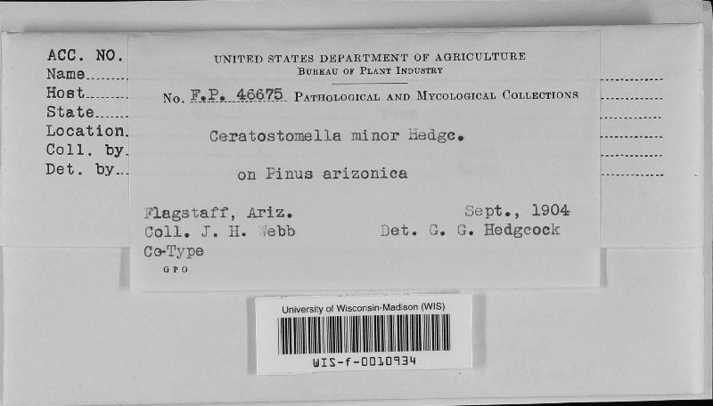 Ceratocystis minor image