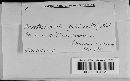Thumbnail image of current specimen