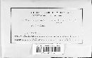 Cystostereum pini-canadense image