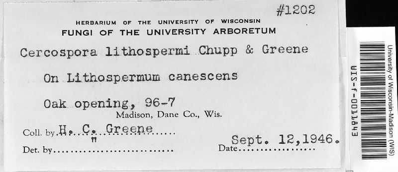 Cercospora lithospermi image