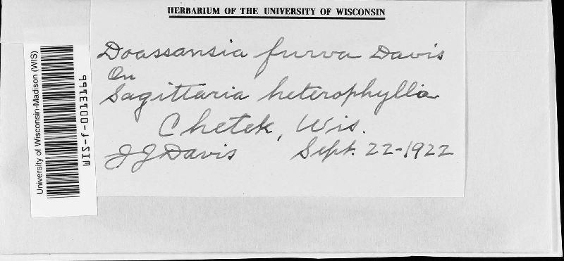 Doassansiopsis furva image