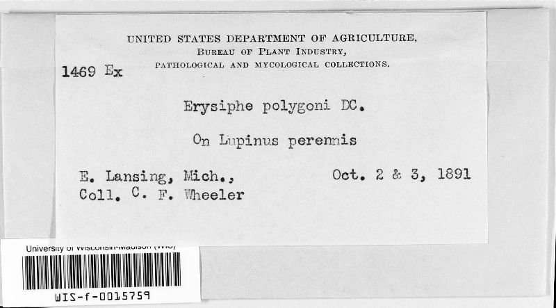 Erysiphe polygoni image