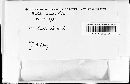 Exidia recisa image