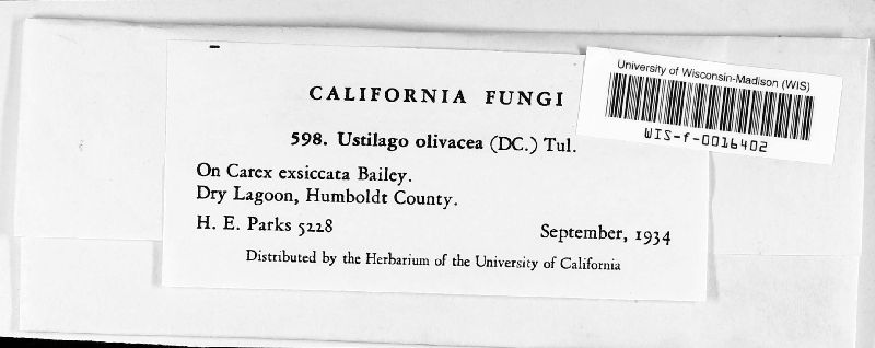 Farysia olivacea image