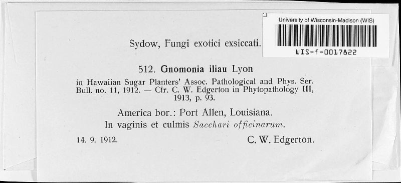 Clypeoporthe iliau image