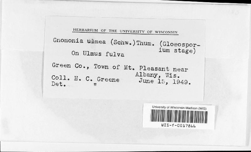 Stegophora ulmea image