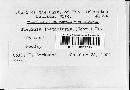 Dacryopinax spathularia image