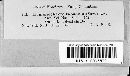 Pseudochaete tabacina image