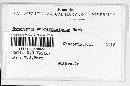 Media resource of Tomentella bryophila