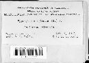 Biscogniauxia marginata image