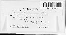Lophodermium orbiculare image