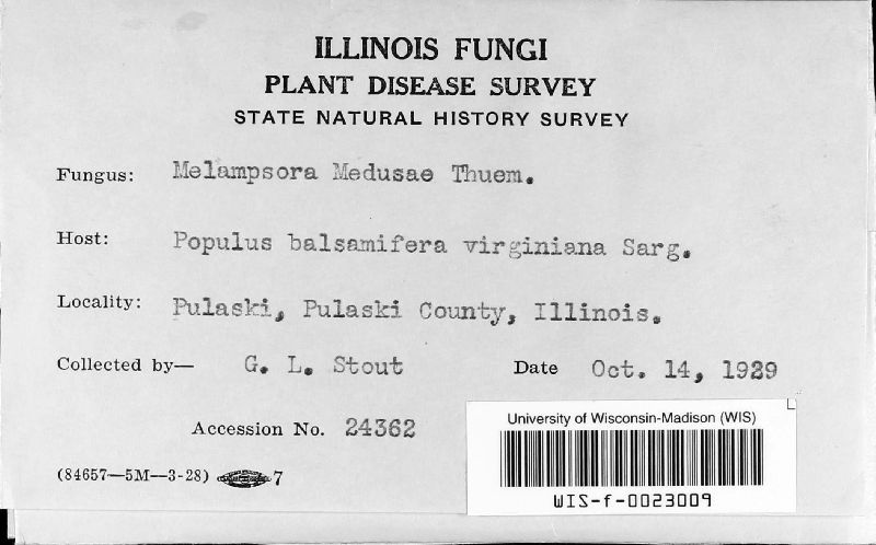 Melampsora medusae image