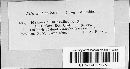 Discosporium hyalinum image