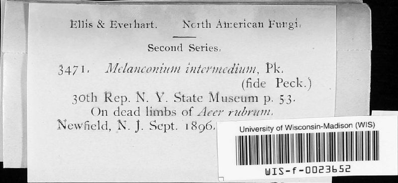 Melanconium intermedium image
