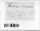 Mollisia cinerea image