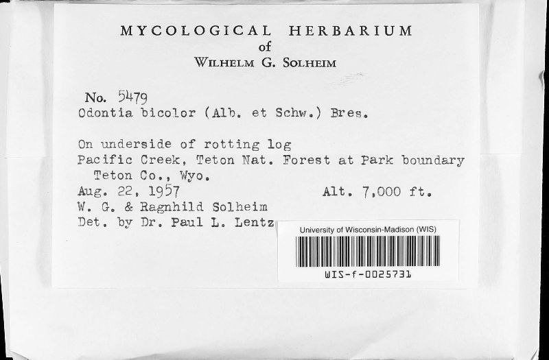 Resinicium bicolor image