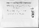 Media resource of Dacryobolus sudans