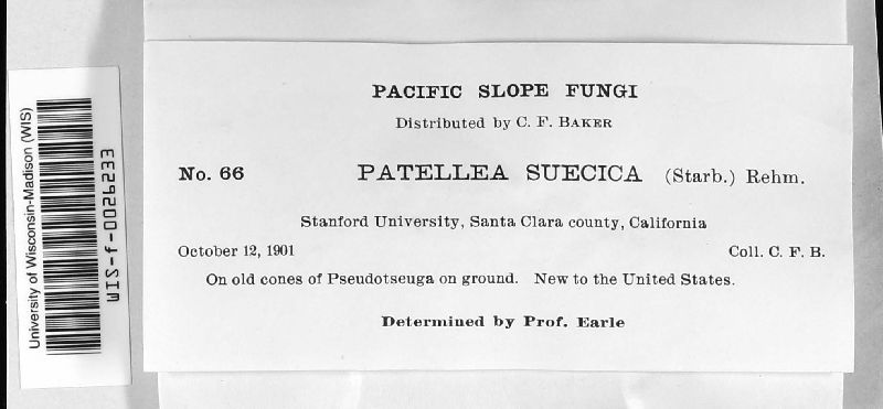 Patellea suecica image