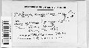 Pithya cupressi image